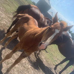 Meet your Posher, Kailee